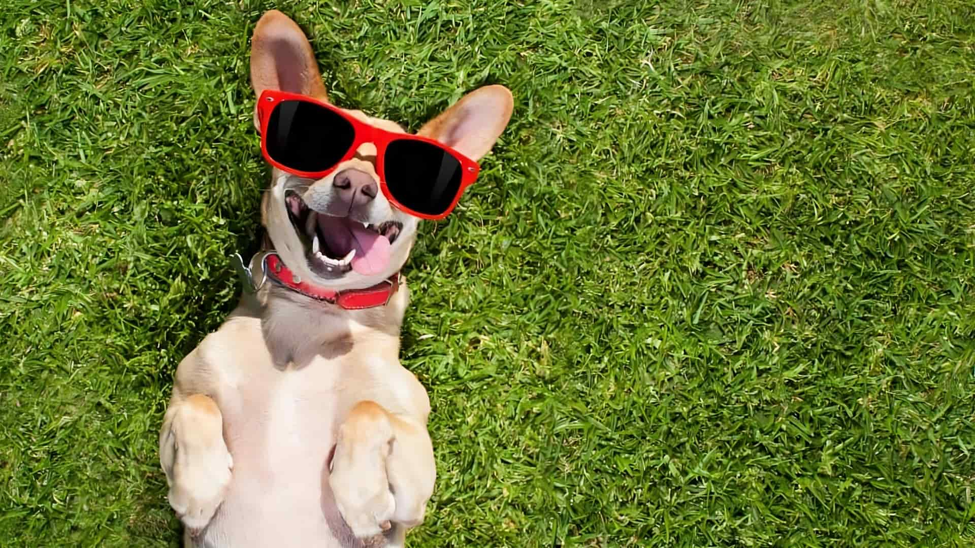 Puppy On Healthy Lawn Background Image