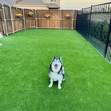 Paw-Perfect-Play-Area-Pet-Friendly-Artificial-Turf-Installation-in-Garland-TX 4